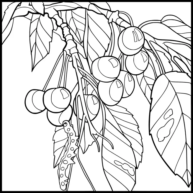 A branch is laden with cherries, hanging amid numerous leaves. A caterpillar with a spotted body crawls on a leaf. The leaves vary in size and show detailed venation. The cherries are clustered together and appear ripe.